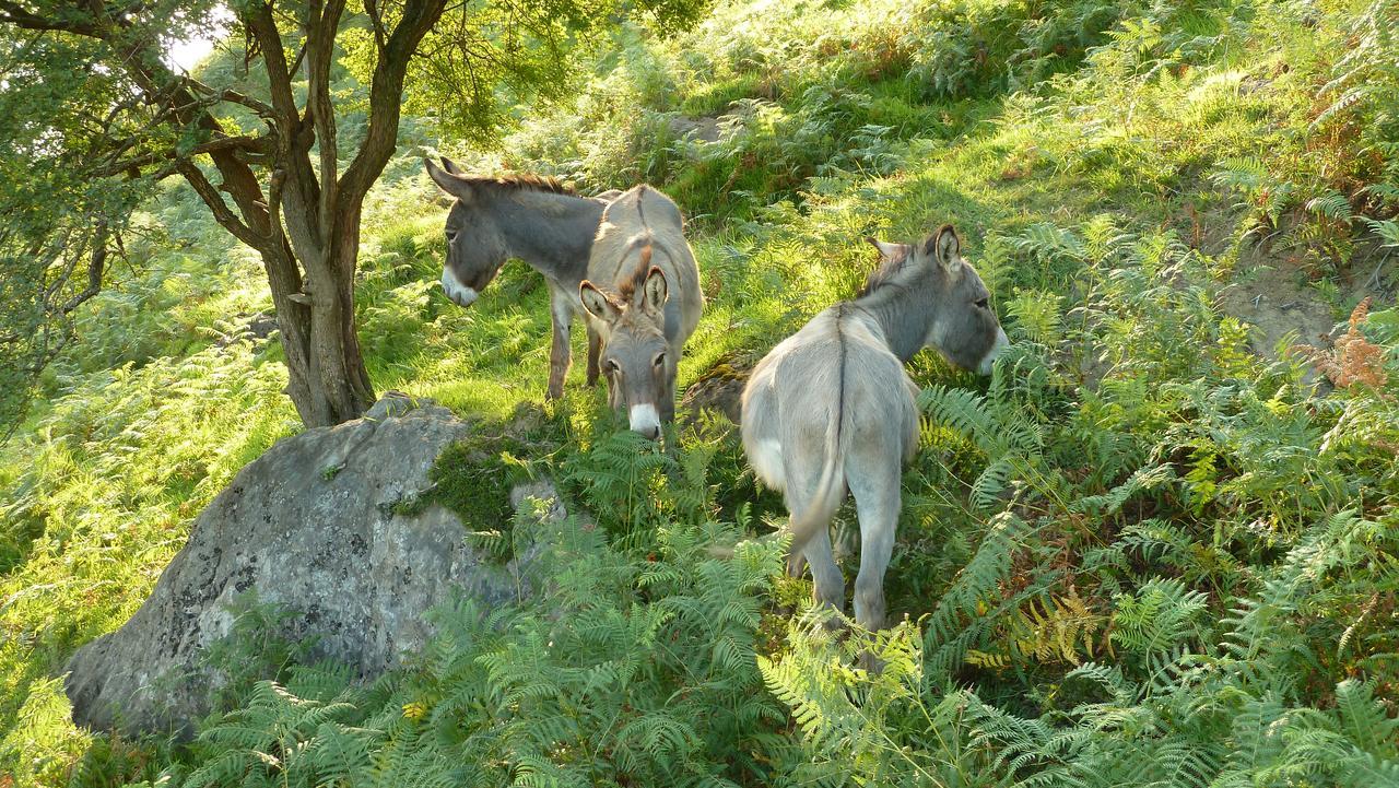 Casa Rural Arbegain Etxea Aizarna المظهر الخارجي الصورة